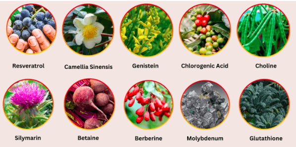 ingredients-hepatoburn
